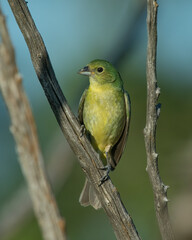 Obraz premium Immature Male Painted Bunting