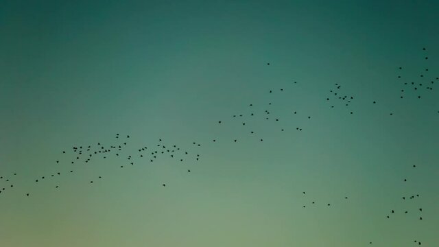 Slow Motion Flock Of Birds Flying In Clear Sky During Dusk - Kauai, Hawaii
