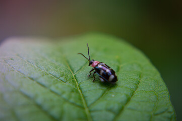 Catarina en hoja verde