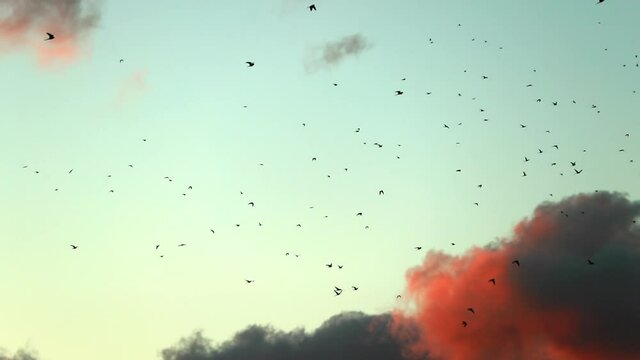 Slow Motion Silhouette Shot Of Birds Flying Together In Sky During Sunset - Kauai, Hawaii