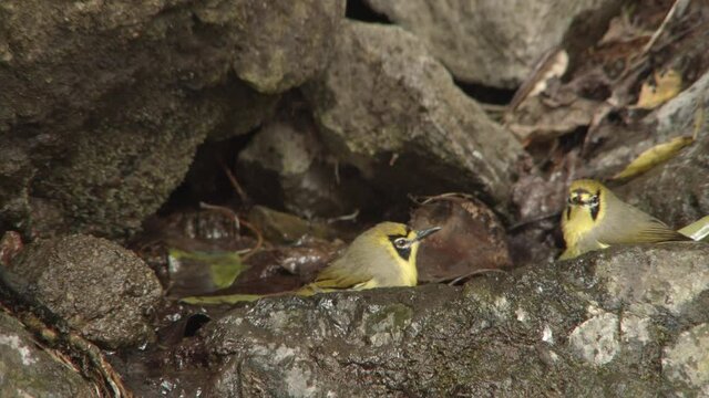 入浴するメグロ鳥