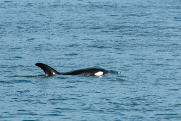 Fototapeta premium Transient Orca Whales seen in Saratoga Passage