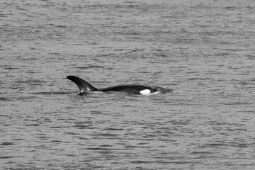 Transient Orca Whales seen in Saratoga Passage