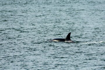Transient Orca Whales seen in Saratoga Passage