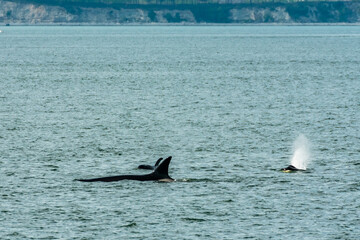 Fototapeta premium Transient Orca Whales seen in Saratoga Passage