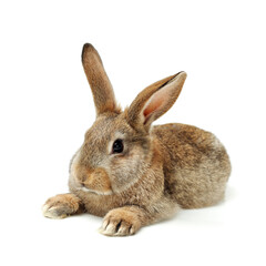 Fototapeta premium rabbit isolated on white background