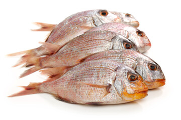 Red Gurnard Fish (Chelidonichthys cuculus) on White Background