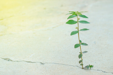 small tree is growing between crack concrete present to hope, start or life