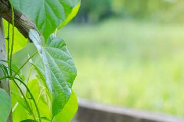Heart-leaved moonseed, with green heart-shaped leaves on a blurred background, is an herb to control blood pressure and diabetes.