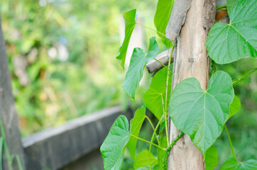 Heart-leaved moonseed, with green heart-shaped leaves on a blurred background, is an herb to control blood pressure and diabetes.