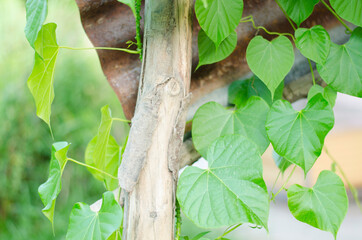 Heart-leaved moonseed, with green heart-shaped leaves on a blurred background, is an herb to control blood pressure and diabetes.