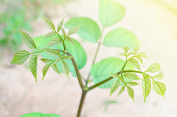 Young shoots of trees that grow naturally.