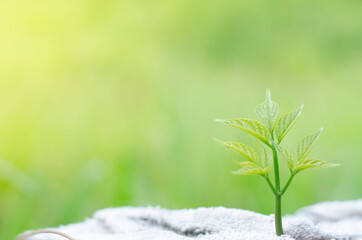 Small trees with green leaves growing naturally and soft sunlight, sustainable plant growth idea.