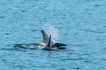 Fototapeta premium Transient Orca Whales seen in Saratoga Passage