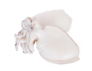 Fresh squid on isolated white background with clipping path