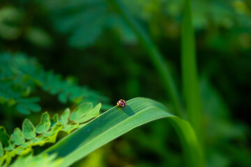 ladybug on green leaf