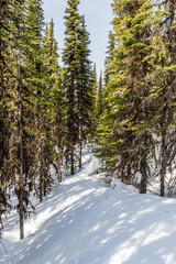 evergreen trees in a winter forest with fresh snow during sunny day