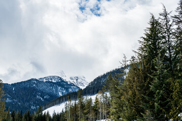 green forest on the mountain with blue sky and white clouds landscape