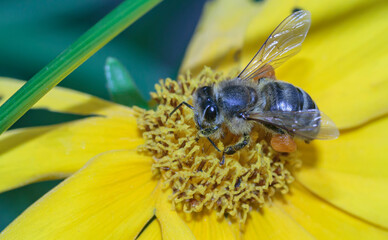 a bee collects pollen on a yellow flower