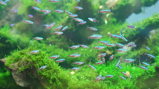 Hyphessobrycon fish group swimming in the aquarium. This is a species of ornamental fish used to decorate in the house