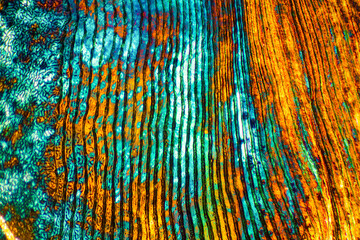 Bright colors of a scale from a calico bass. © duke2015