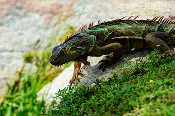 lizard of the genus Iguana native to Central, South America. Iguana dragon.