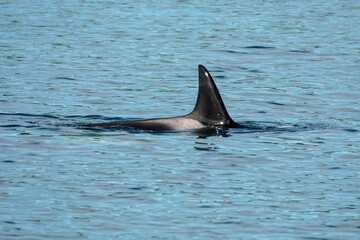 Obraz premium Transient Orca Whales seen in Saratoga Passage