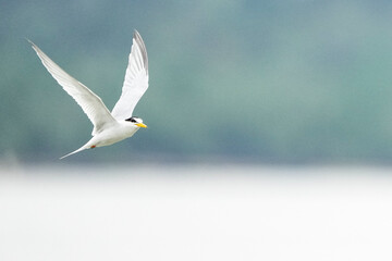 シンガポールの野鳥　海上を飛びながら餌を探すコアジサシ