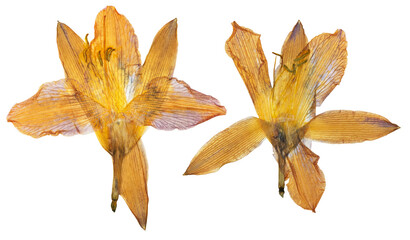 Pressed and dried orange flower day lily isolated on white background. For use in scrapbooking,...