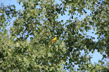 Yellow Bird In The Tree, Pylypow Wetlands, Edmonton, Alberta