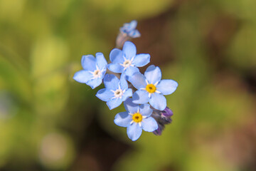 Blue flower