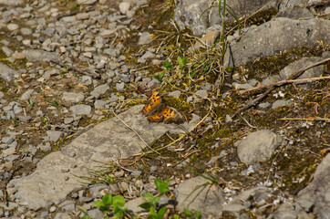 An Orange Butterfly on a Stone Path