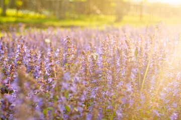 Lavender flowers. Sunset over a summer purple lavender field . A bouquet of fragrant flowers in the...