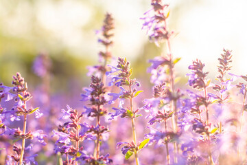 Obraz na płótnie Canvas Lavender flowers. Sunset over a summer purple lavender field . A bouquet of fragrant flowers in the fields. Summer field at sunset.