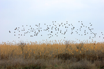 A large flock of birds flying over the reeds.