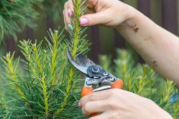 A girl on a high tree cuts young pine shoots. Spring pruning, shaping, reducing the growth of the...
