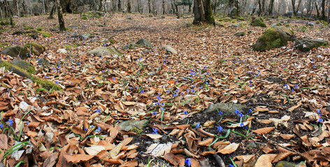Obraz premium The first blue flowers in the forest.