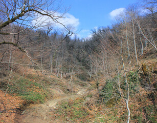 Beautiful spring forest in the mountains.