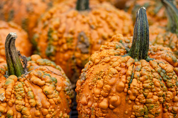 Bumpy orange pumpkins closeup. Farm market or pumpkin patch