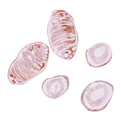 漢方生薬「沢瀉（タクシャ）」手描き水彩風イラスト