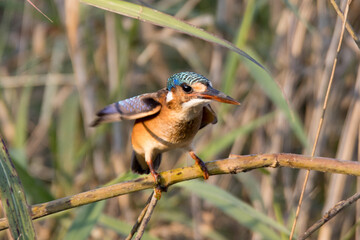 Kruger National Park: Birds Malachite Kingfisher