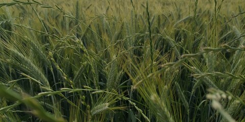 green wheat field