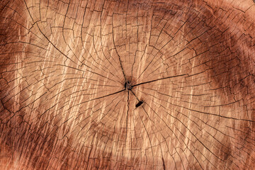 Background of cracks on the stumps.