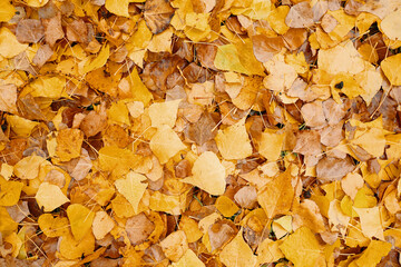 Beautiful yellow fall leaves background texture of autumn red and yellow dry leaves for postcards, ads, and flyers. 