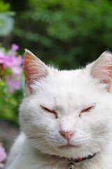 Naklejka na ściany i meble white persian cat