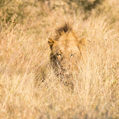 Kruger National Park: Lion