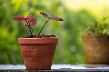 A caladium tree with red leaves in an earthenware pot is used to decorate around the house.
