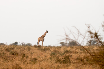 Naklejka na ściany i meble Kruger National Park: giraffe
