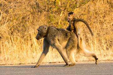 Kruger National Park: Chacma baboon