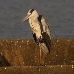 Kruger National Park: Birds Grey Heron